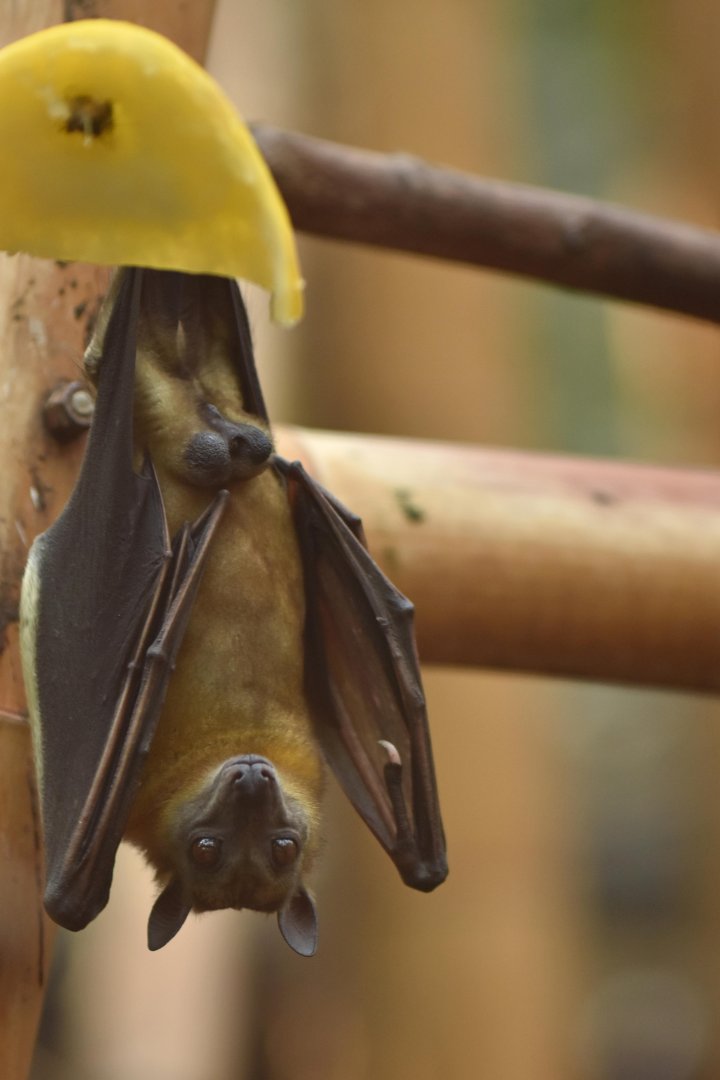 Straw-coloured fruit bat (Eidolon helvum)