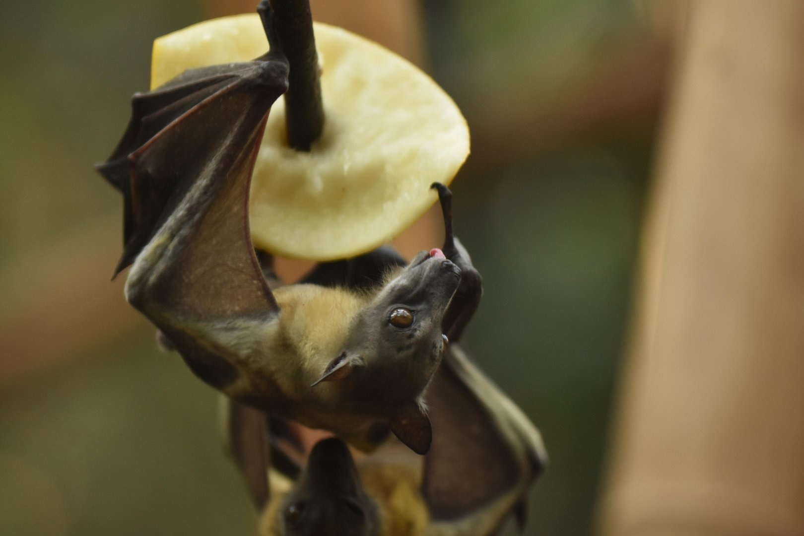 Straw-coloured fruit bat (Eidolon helvum)