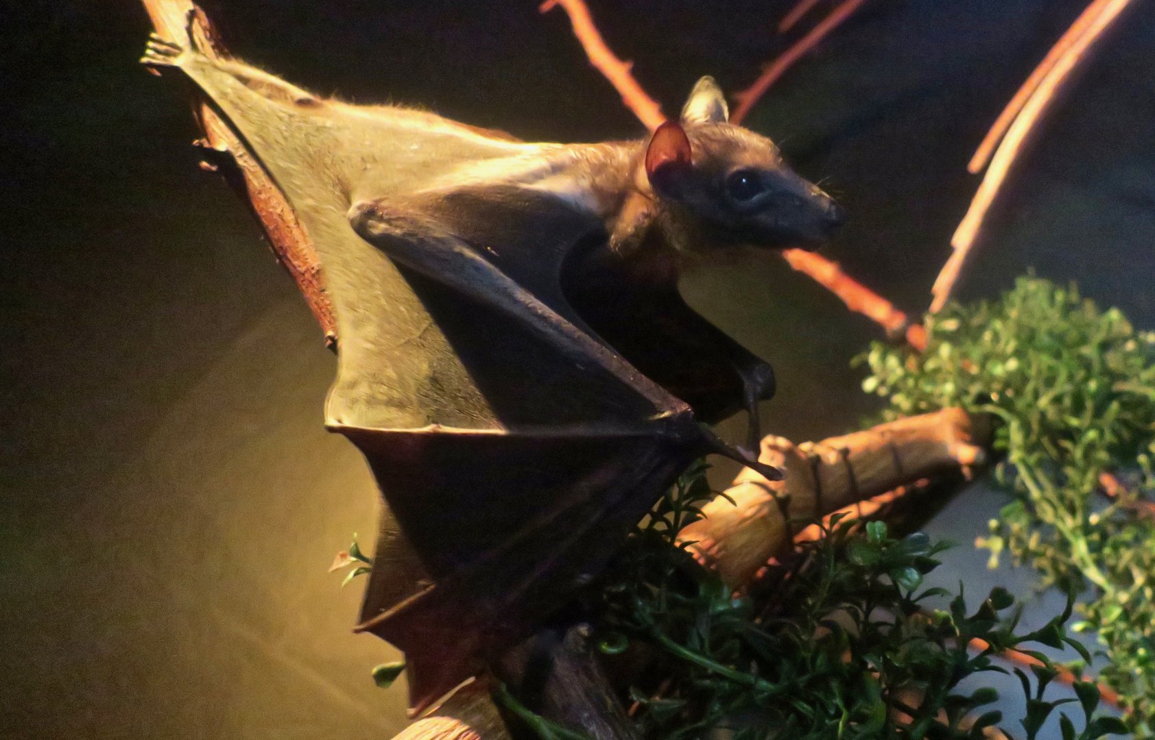 Straw-Coloured Fruit Bat (Eidolon helvum)