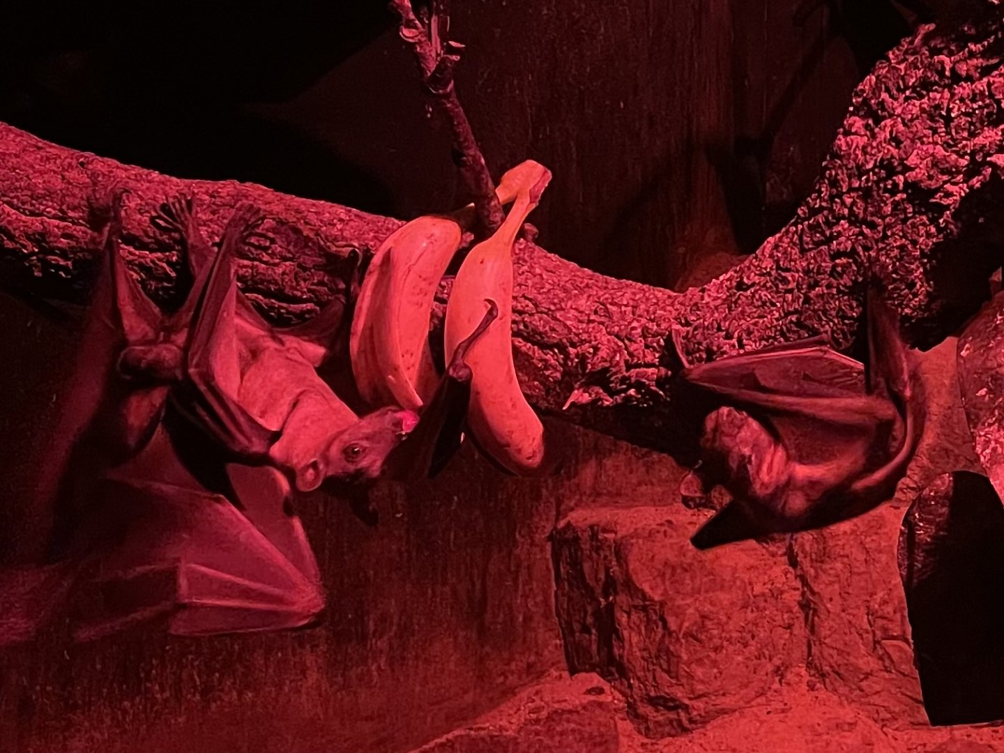 Straw-coloured Fruit Bat, (Eidolon helvum)