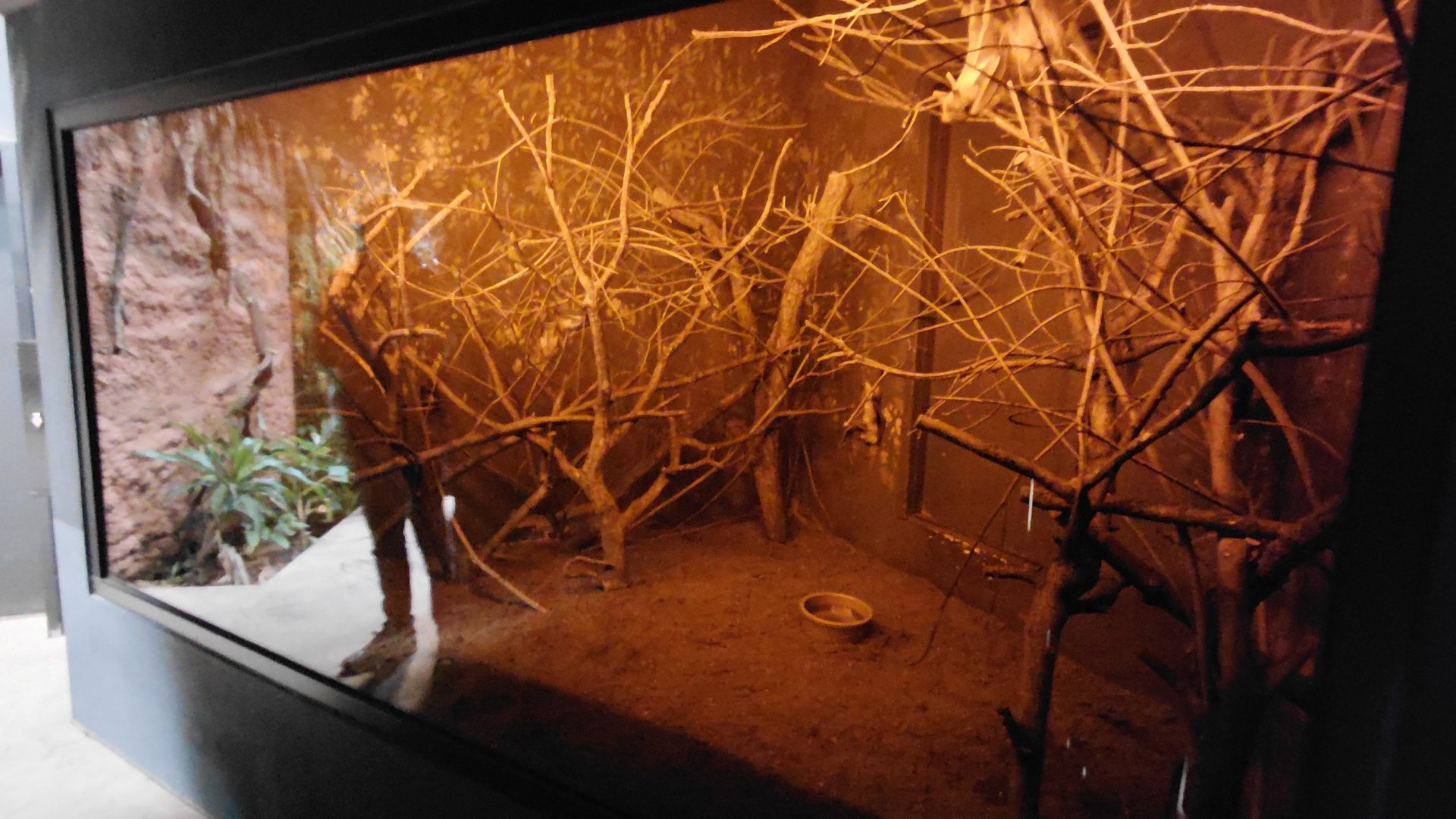 Straw-coloured fruit bat exhibit