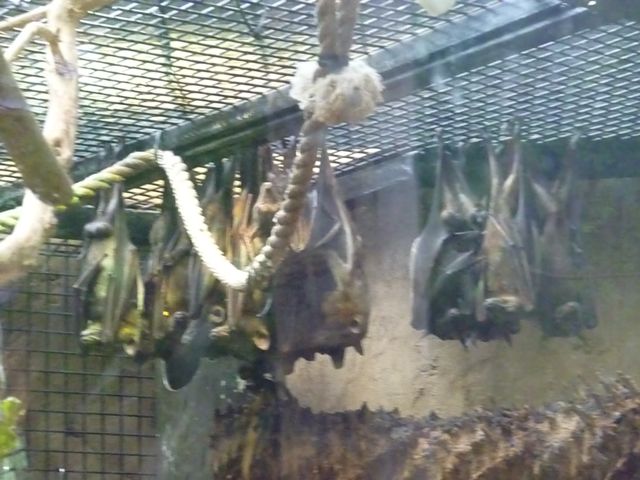 Straw-Coloured Fruit Bat