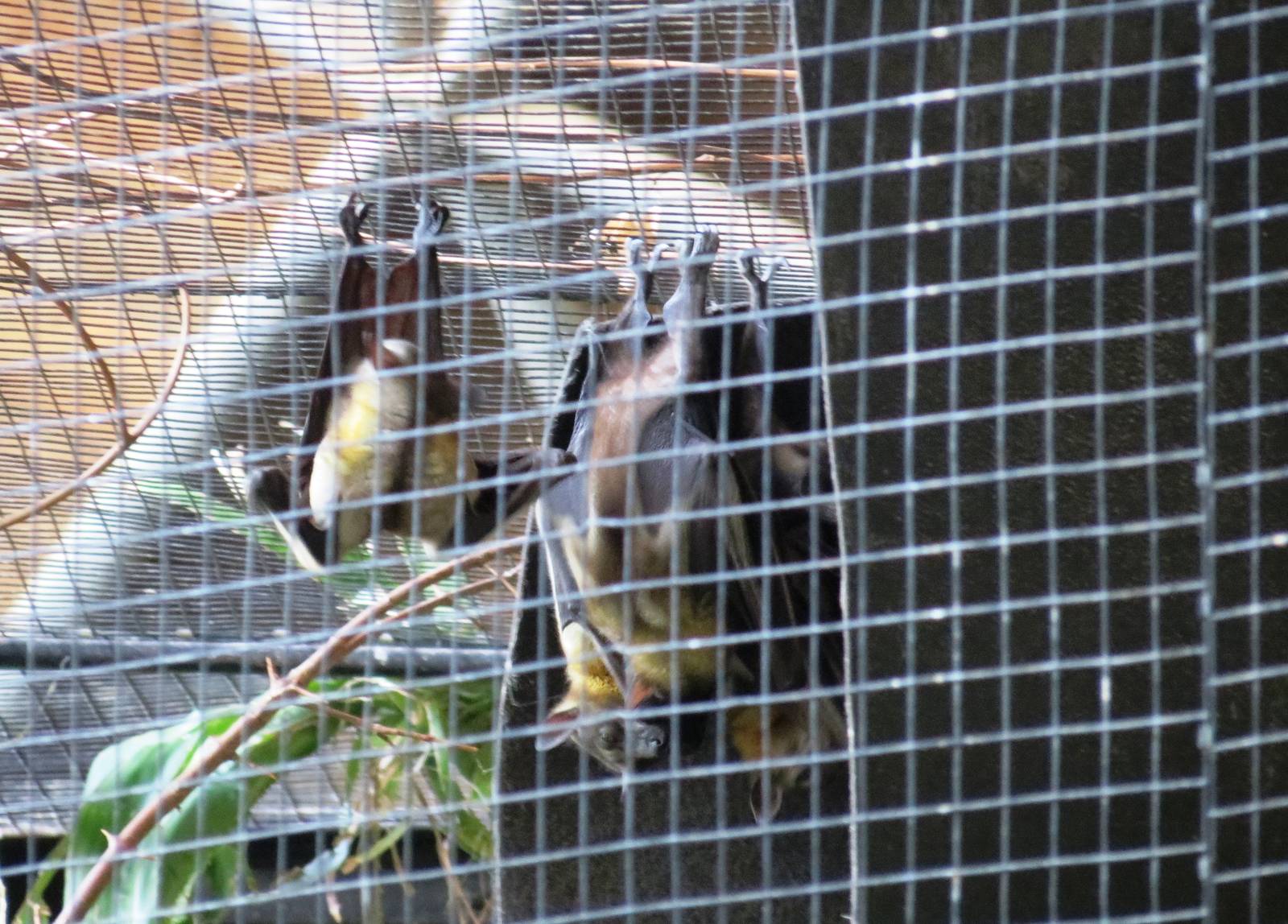 Straw-coloured Fruit Bat