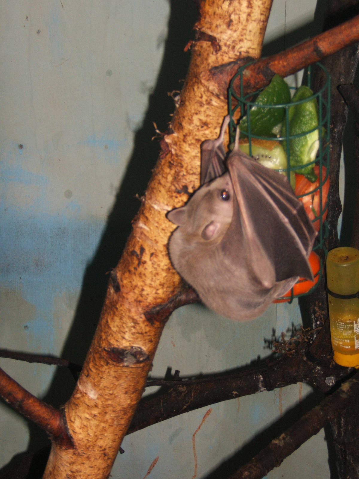 Straw-coloured Fruit Bat