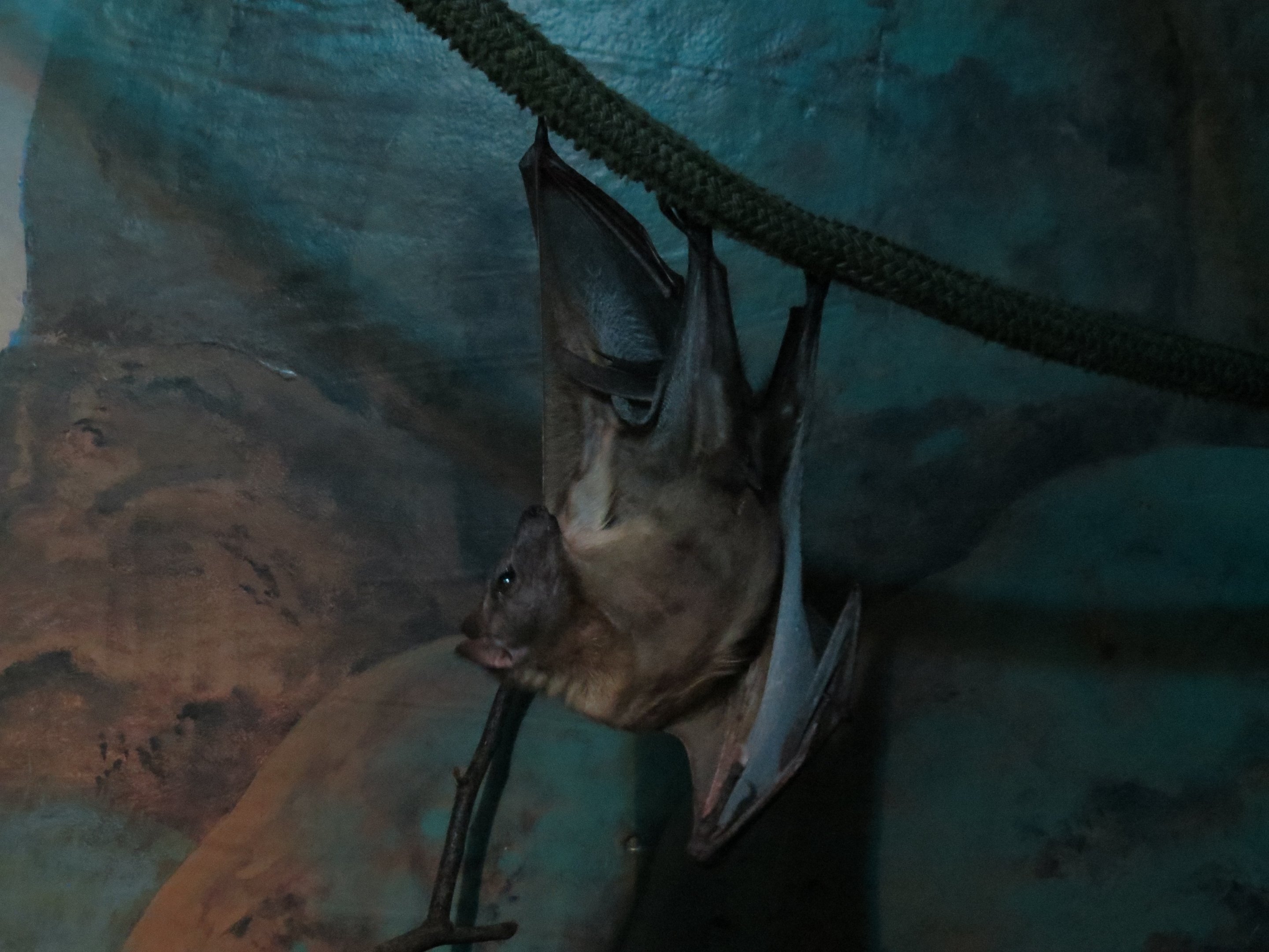 Straw-coloured Fruit Bat