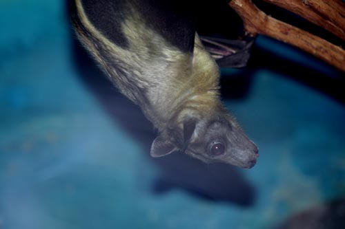 Straw Coloured Fruit Bat