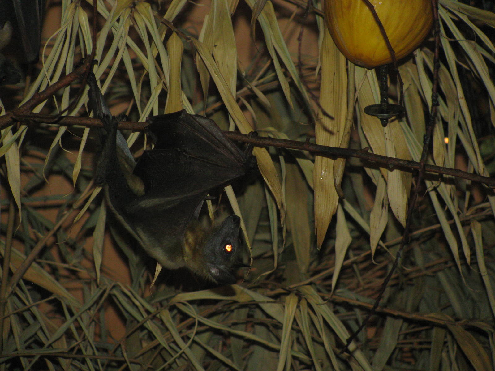 Straw Coloured Fruit Bat