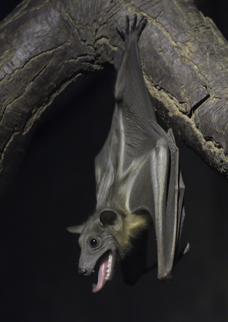 Straw-coloured fruit bat