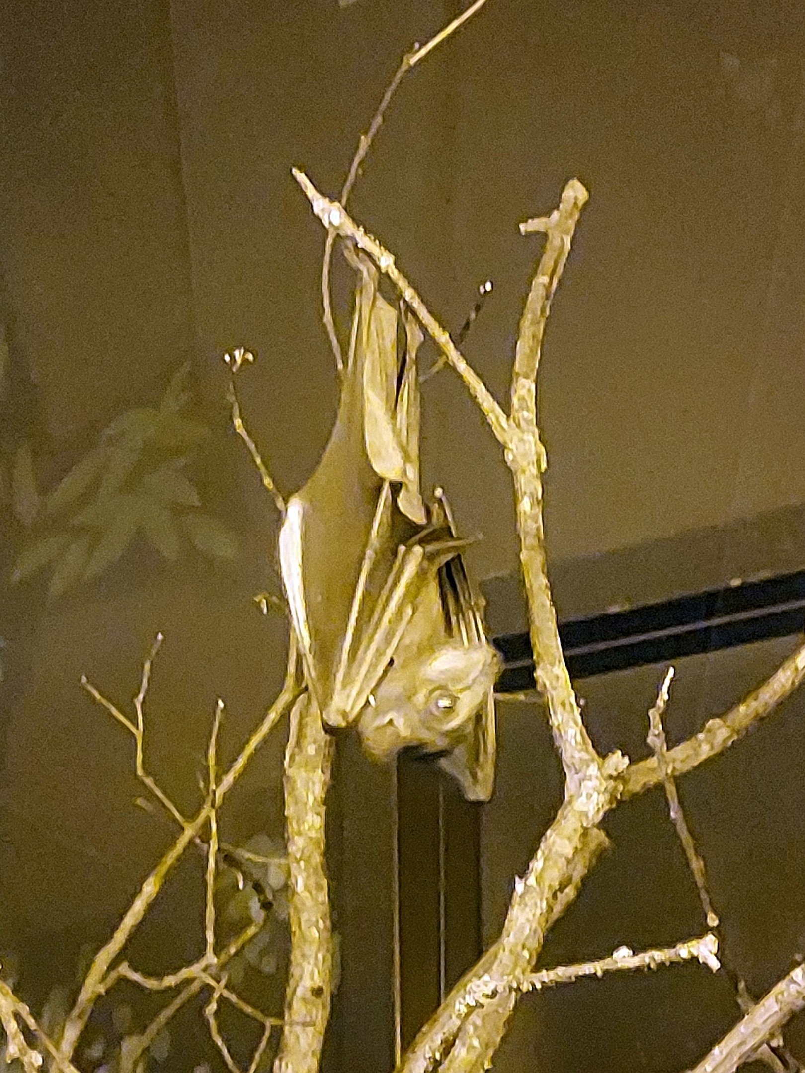 Straw-coloured fruit bat