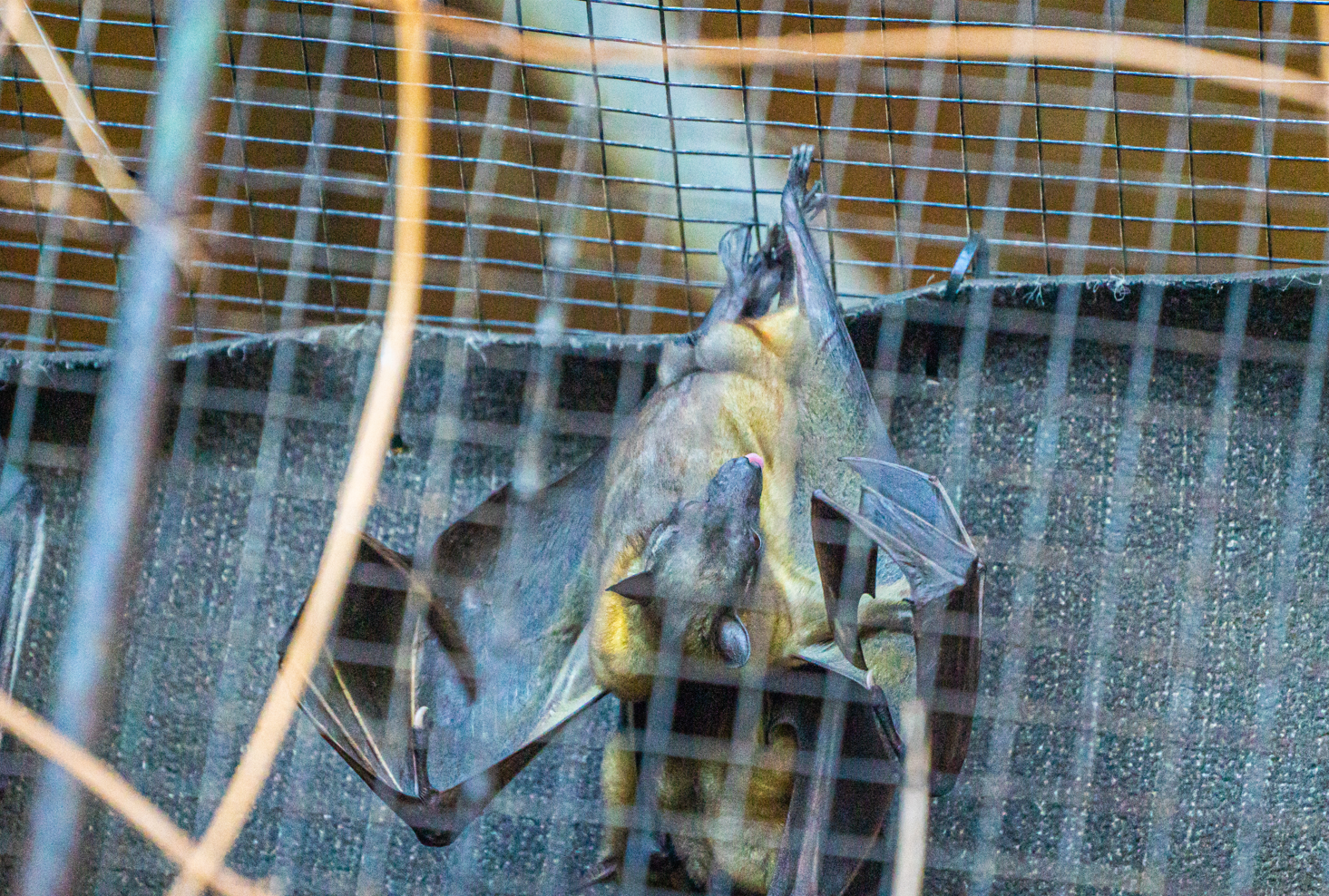 Straw-coloured Fruit Bat
