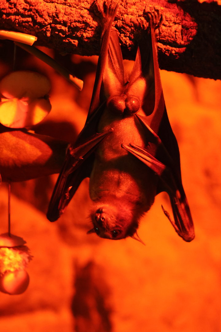 Straw Coloured Fruit Bat