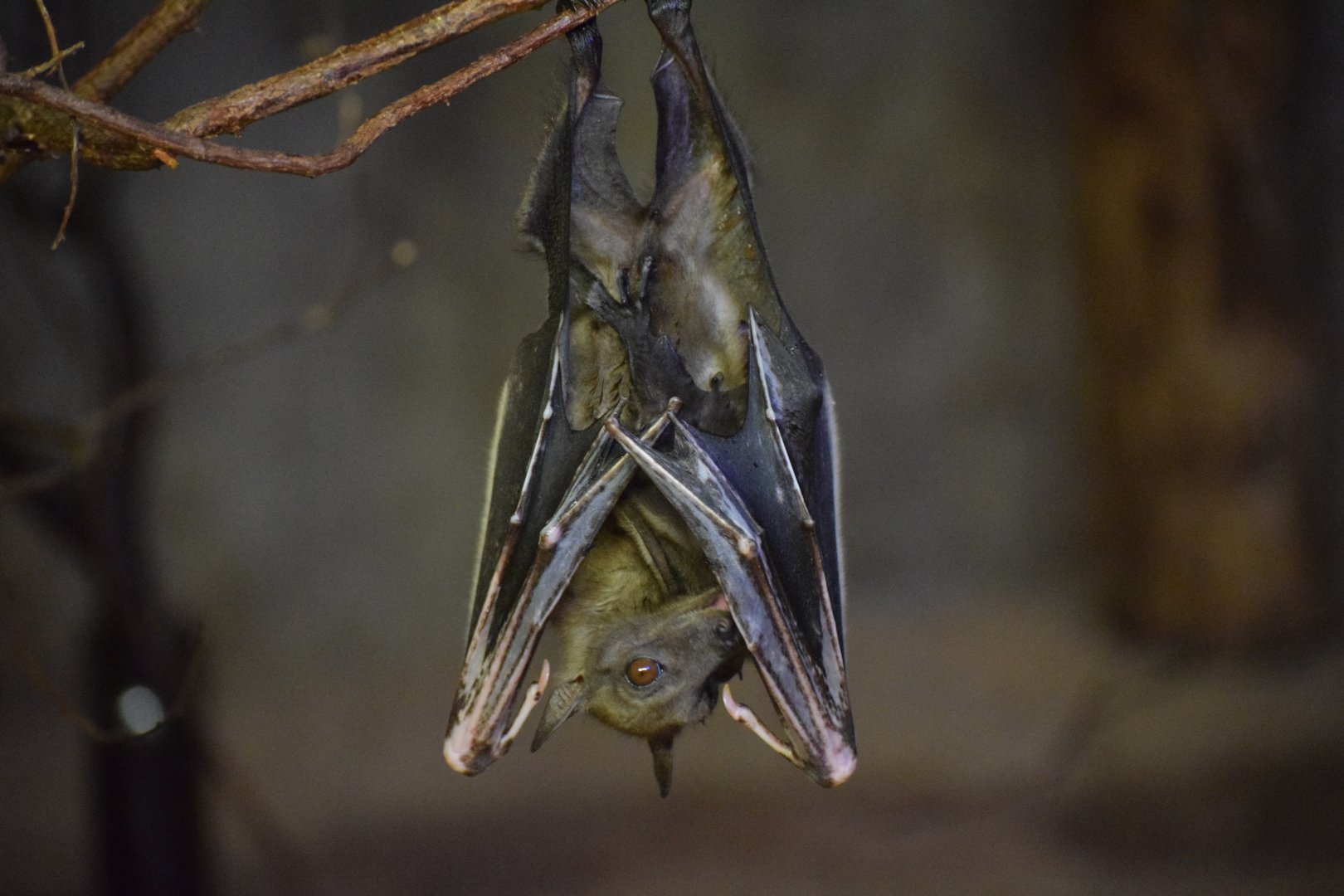 Straw-coloured fruit bat