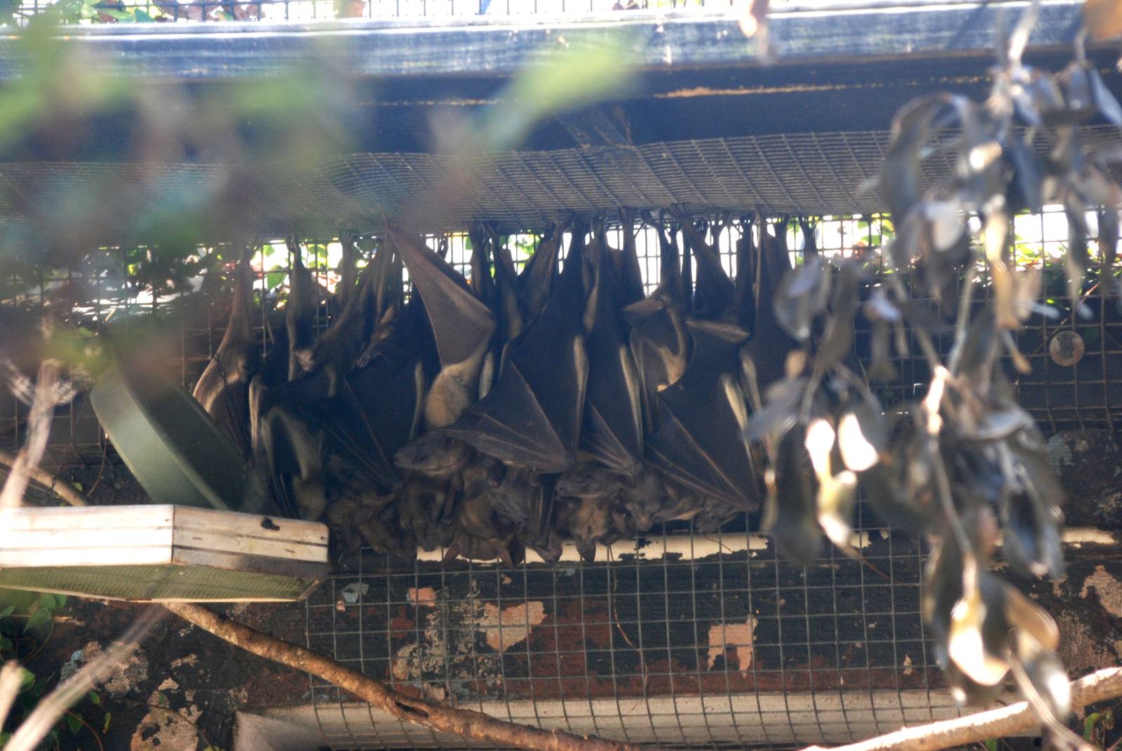 Straw-coloured Fruit Bats at Jacksonville, 10/10/13