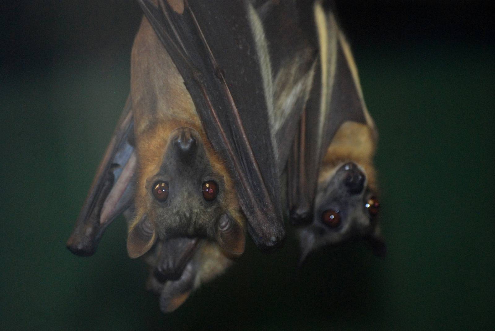 Straw-coloured Fruit Bats at Pilsen, 31/08/12
