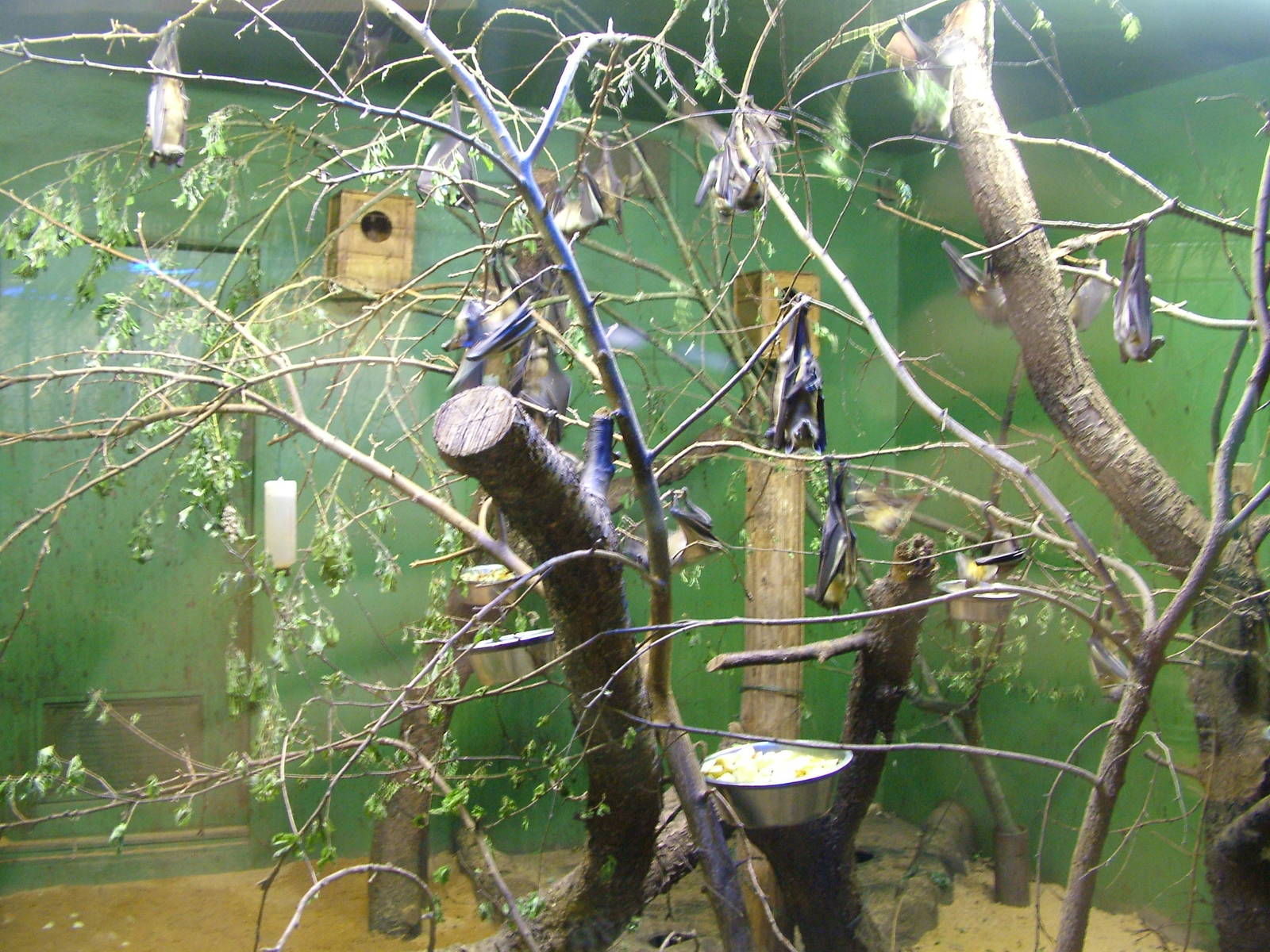 Straw-coloured Fruit Bats at Plzen, 25/05/10