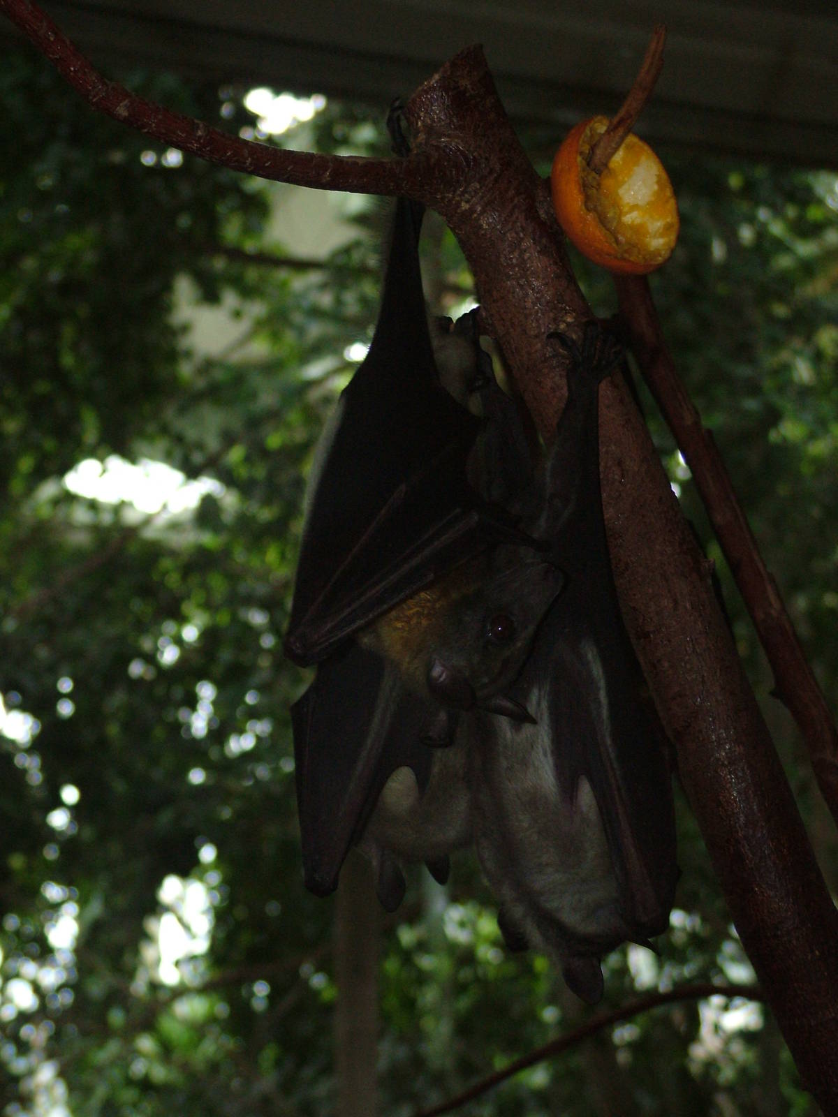 Straw-coloured Fruit Bats at Tierpark Berlin, 30/08/11