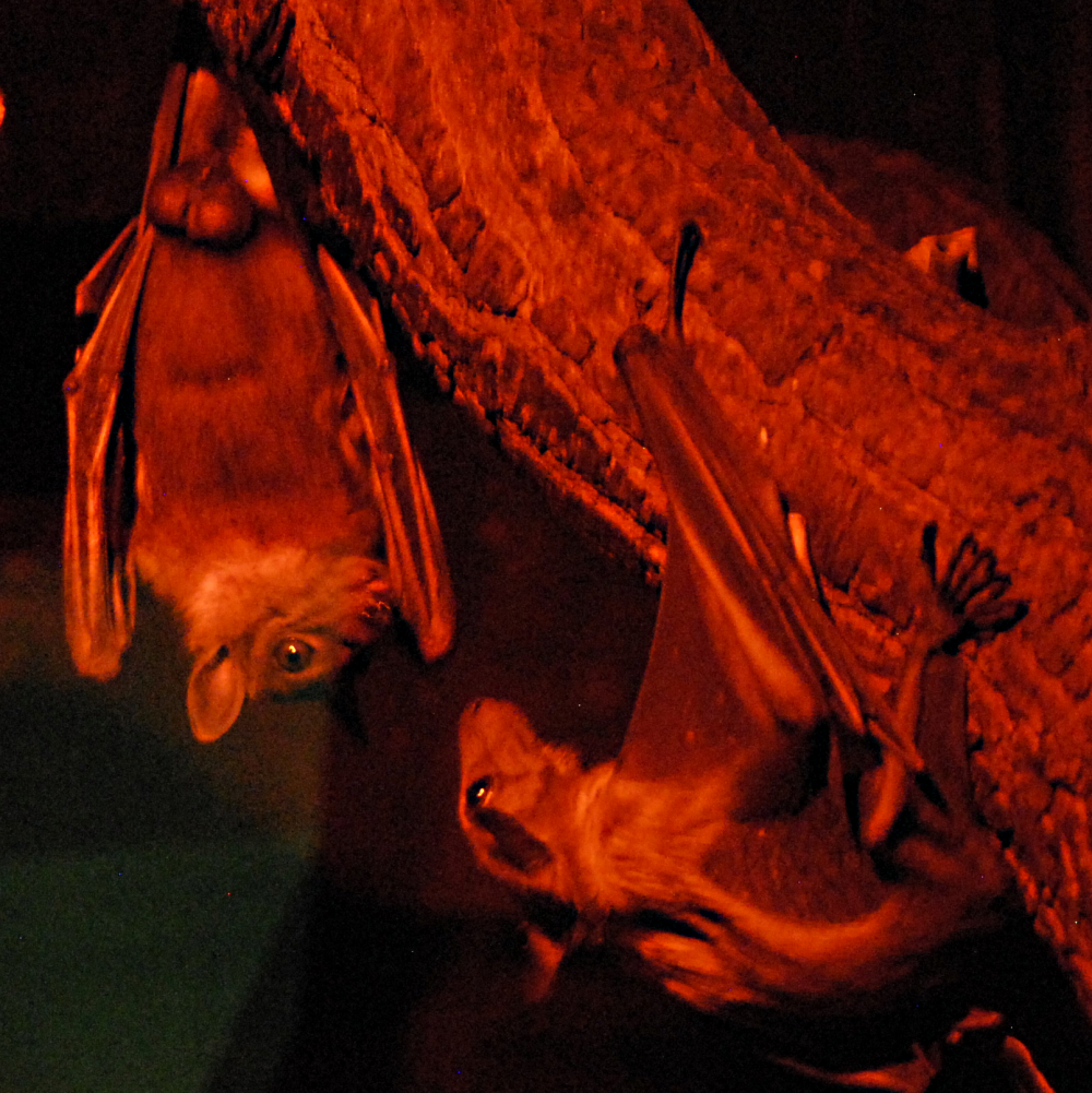 Straw-Coloured Fruit Bats  - Cotswolds 2021