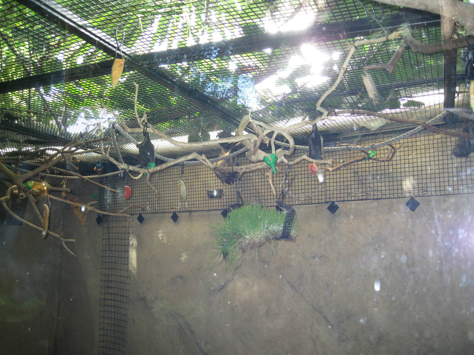 Straw-Coloured Fruit Bats