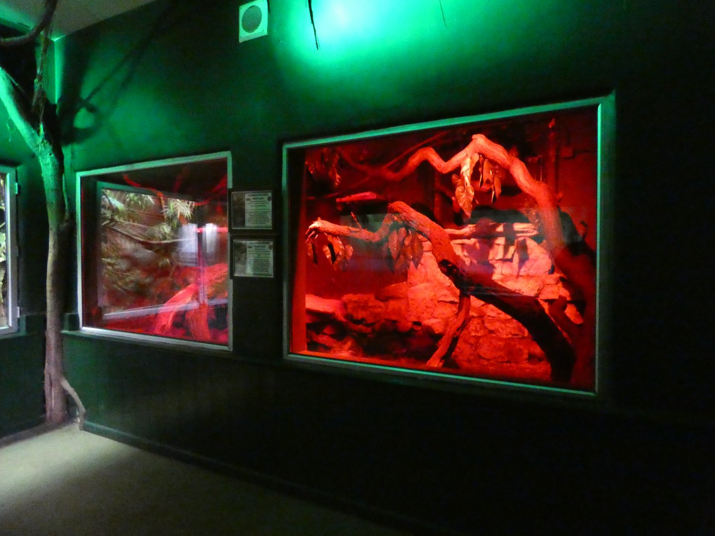 Straw-coloured & Hammerhead Bat enclosure