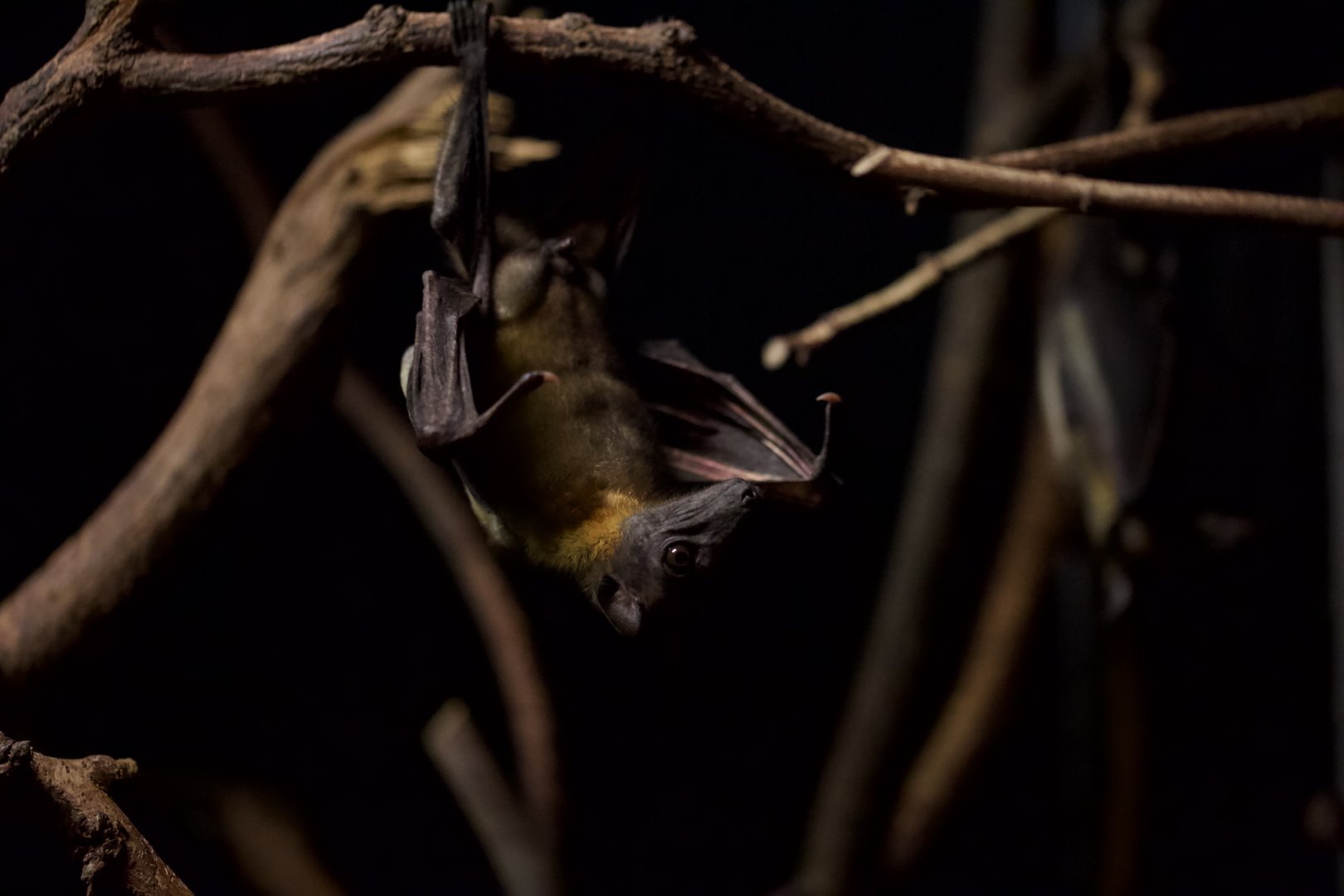 Straw Fruit Bat/ Eidolon helvum