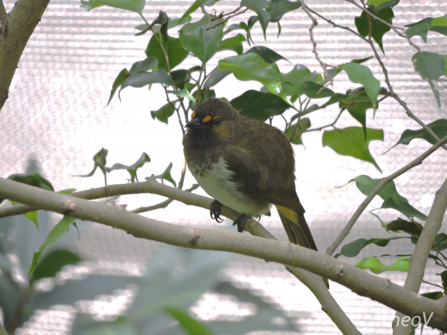 Straw-headed bulbul [2016]