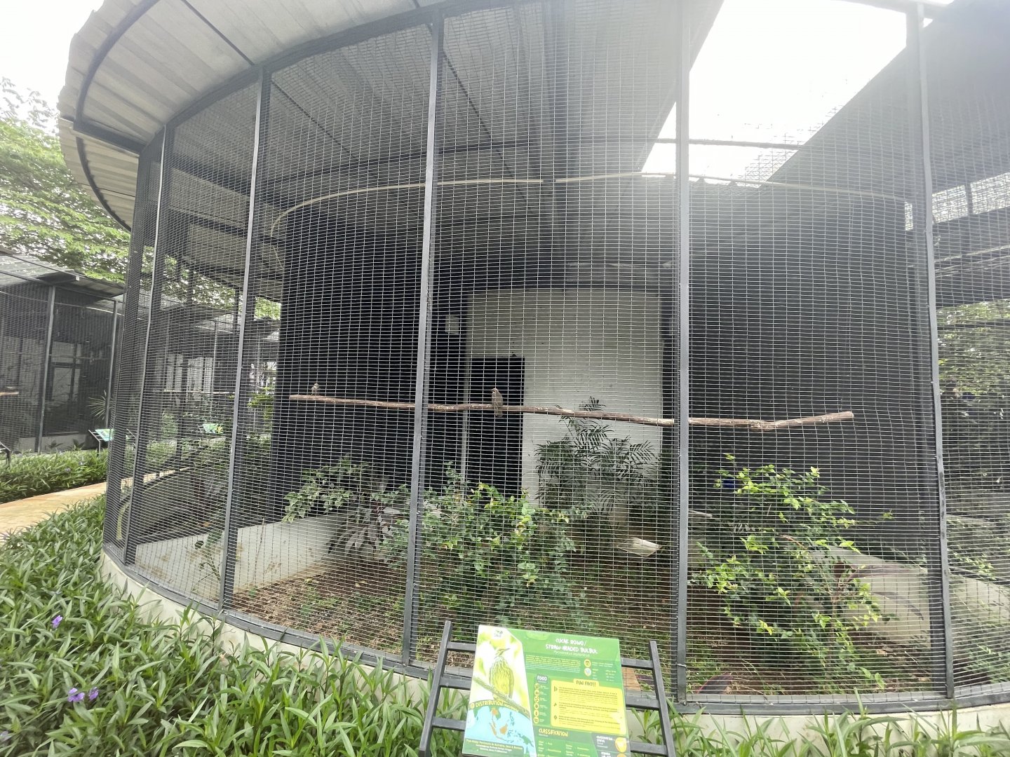 straw-headed bulbul aviary - aviary park
