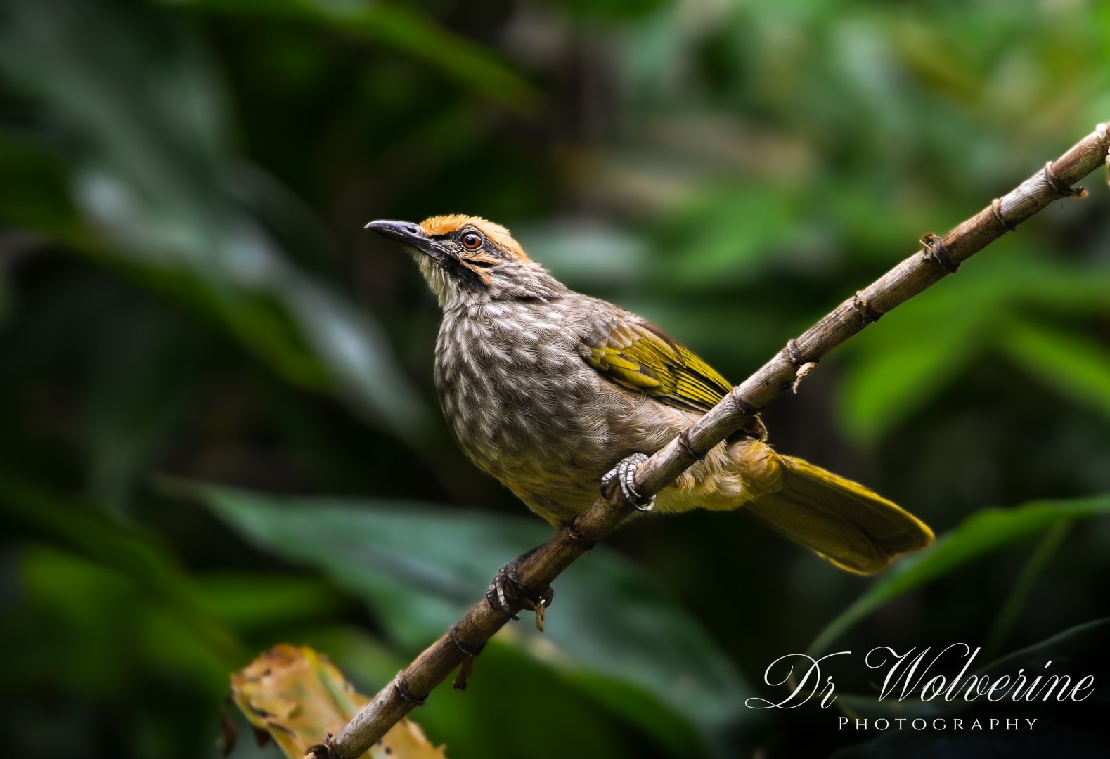 Straw Headed Bulbul ~ Dairy Farm Nature Park