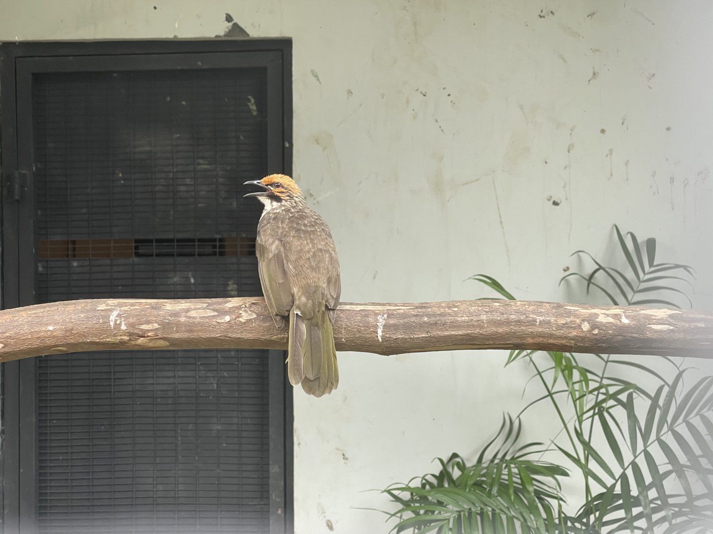 straw-headed bulbul (pycnonotus zeylanicus) - aviary park