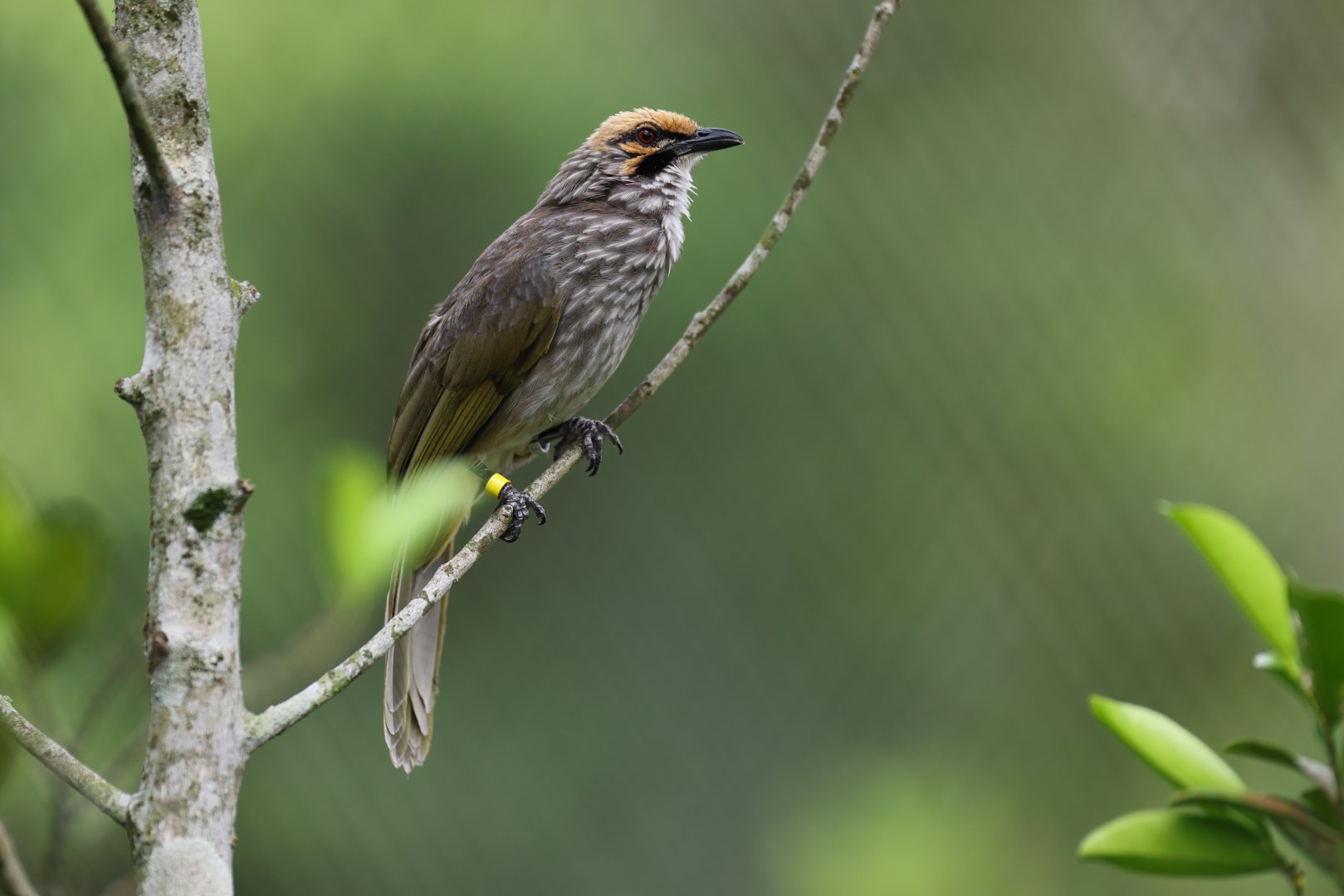 Straw-headed Bulbul (Pycnonotus zeylanicus) - Songs of the Forest