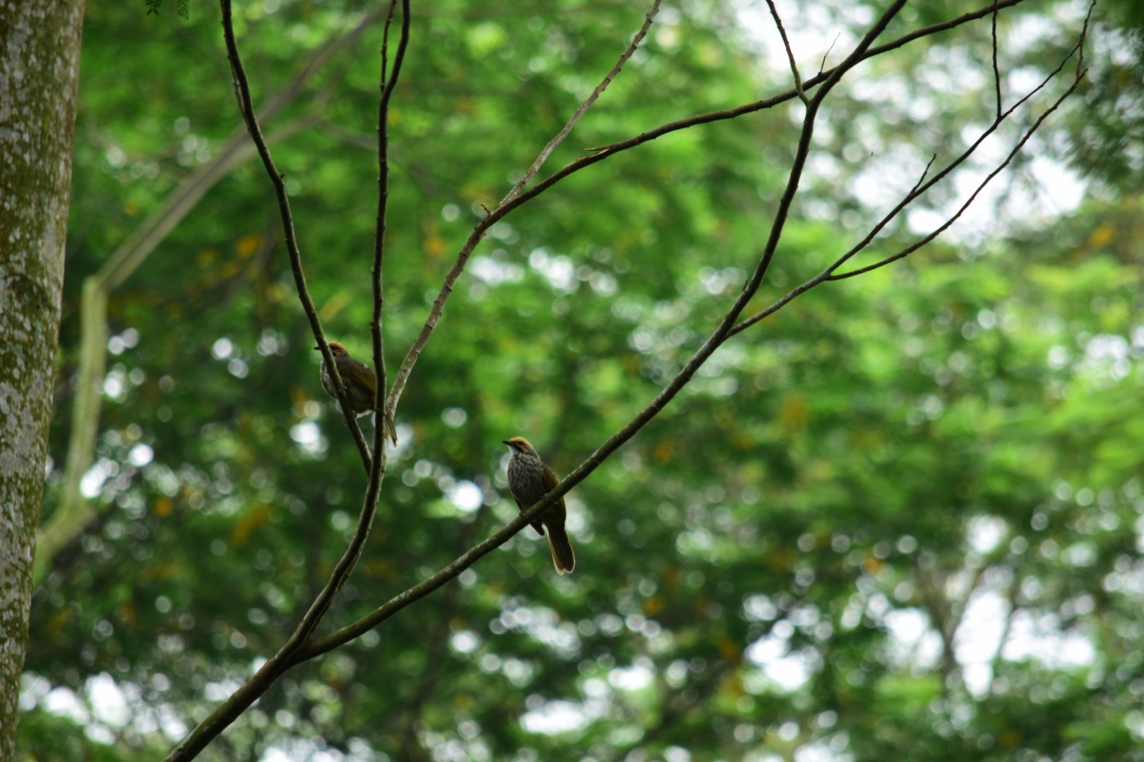 Straw-headed bulbul (Pycnonotus zeylanicus)