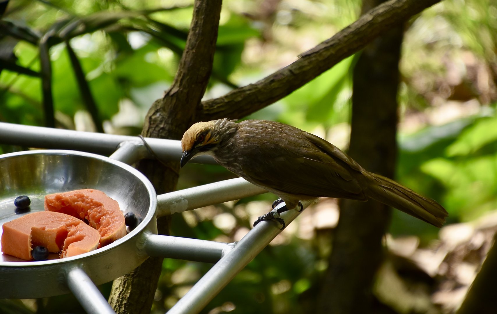Straw-Headed Bulbul (Pycnonotus zeylanicus)