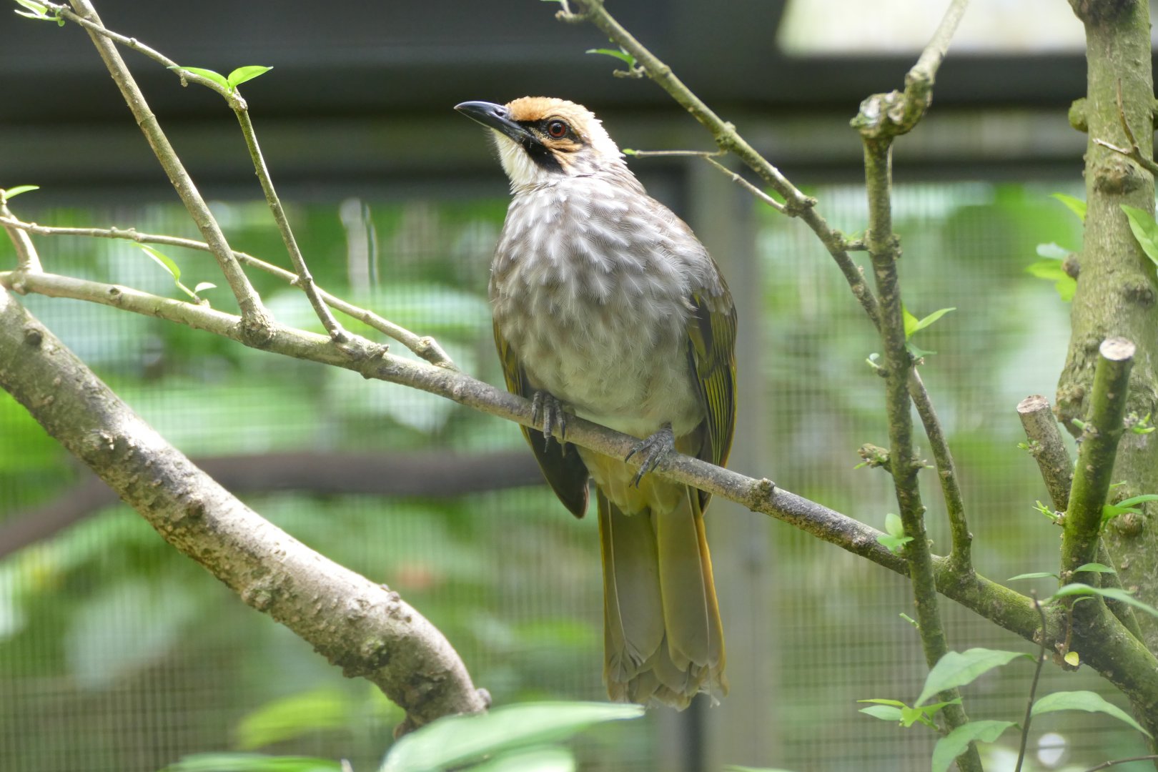 Straw-headed Bulbul