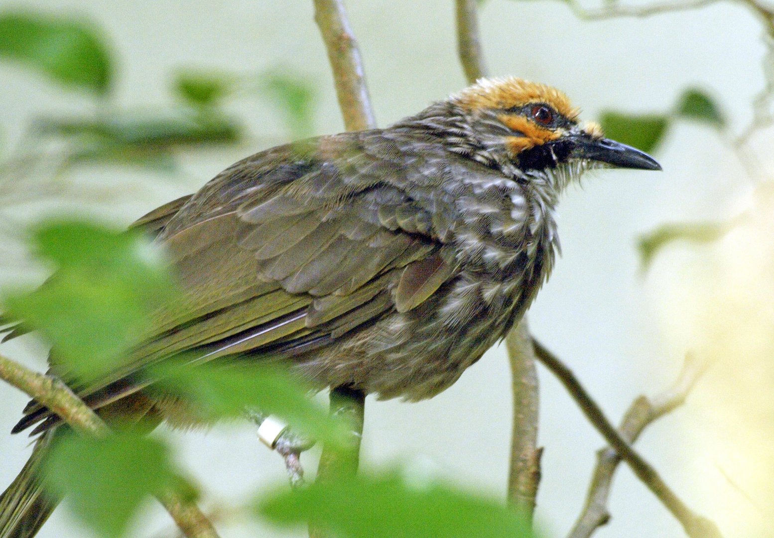 Straw-headed bulbul