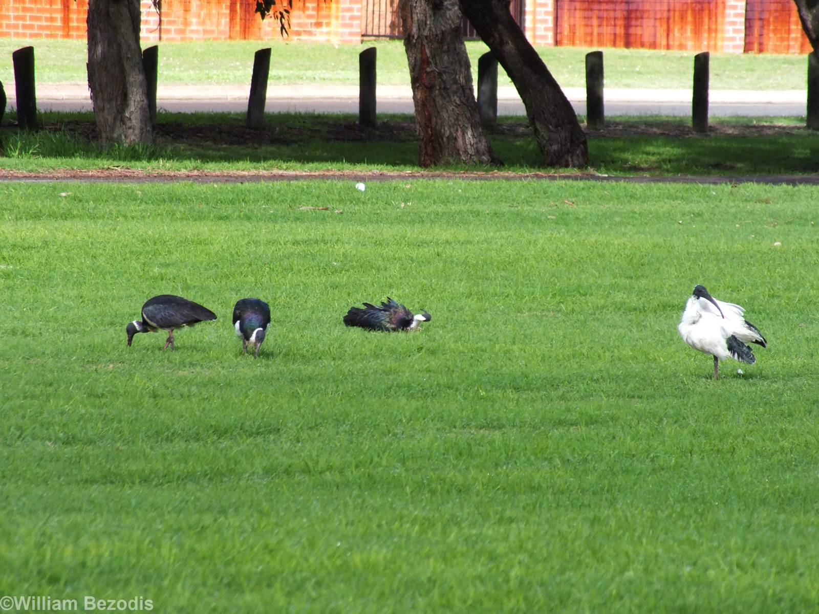 Straw-necked and Australian White Ibis