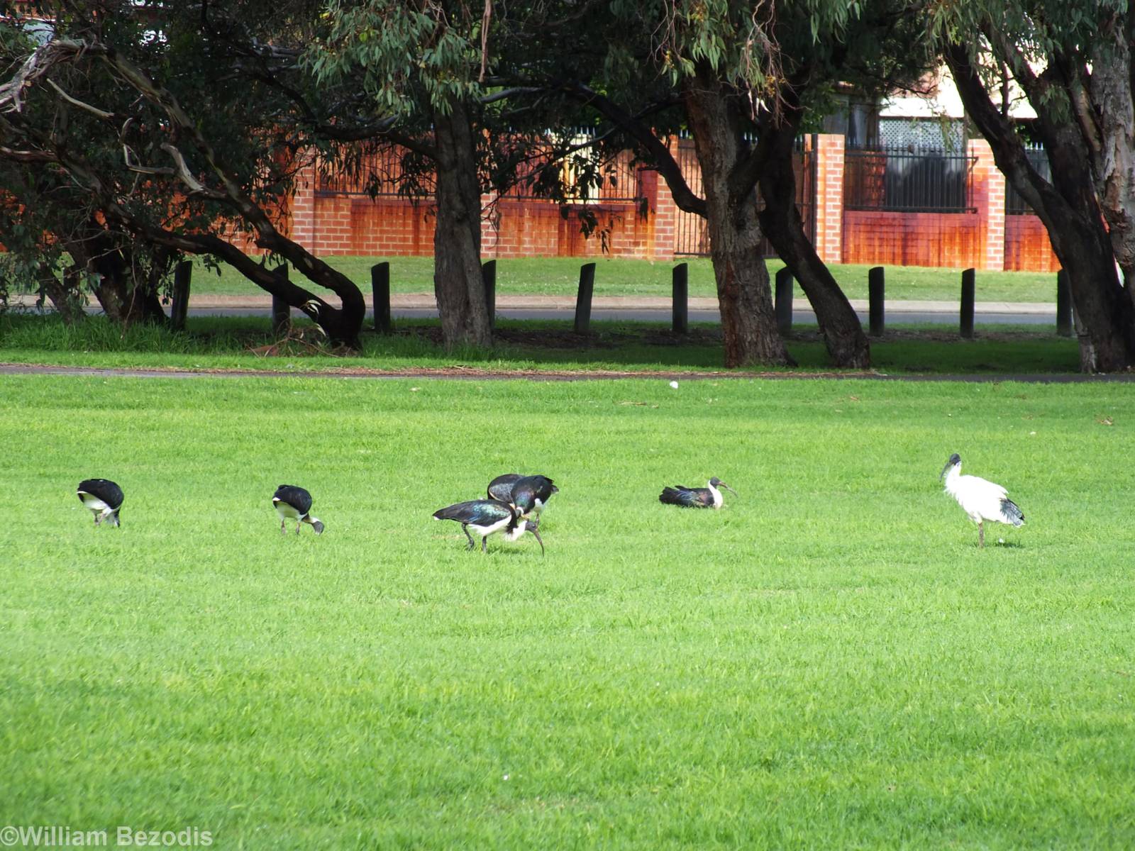 Straw-necked and Australian White Ibis