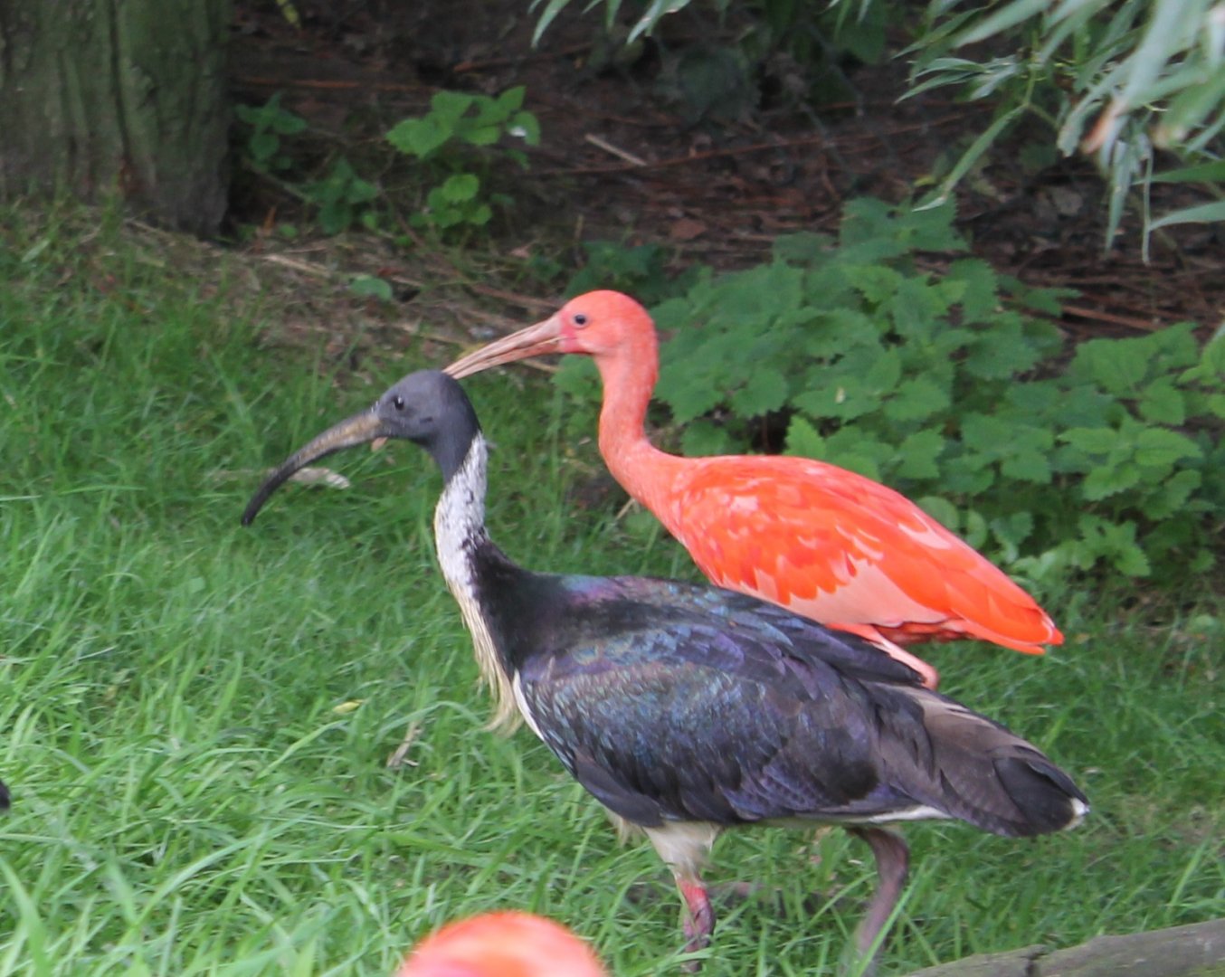 Straw-necked and Scarlet ibis