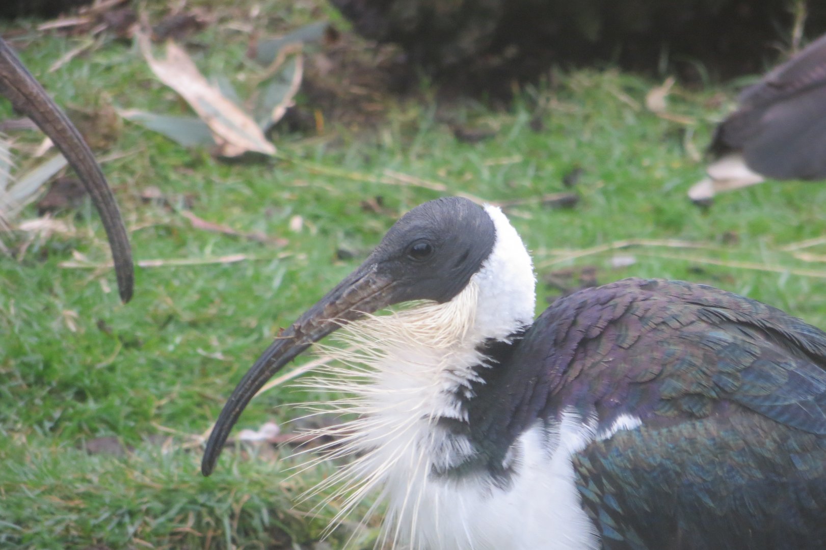 Straw-necked ibis 040319