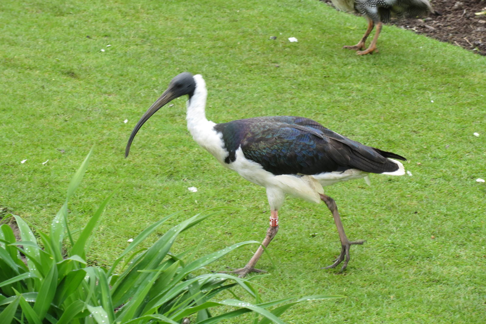 Straw-necked Ibis 090515