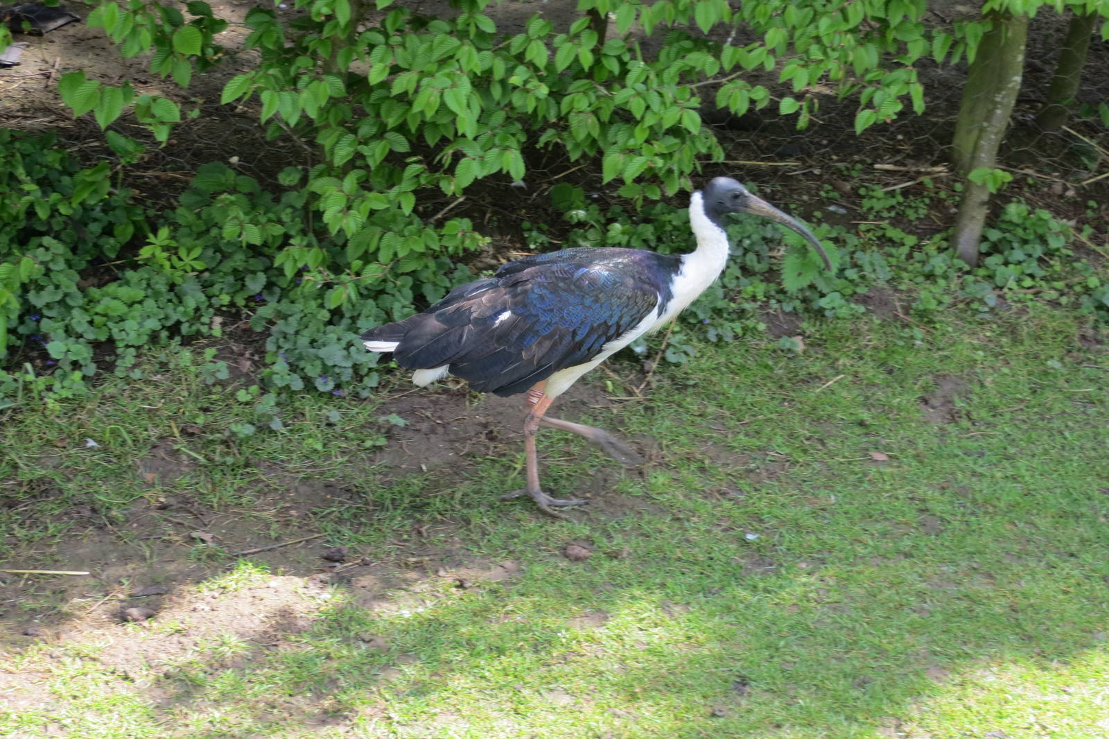 Straw-necked Ibis 090515