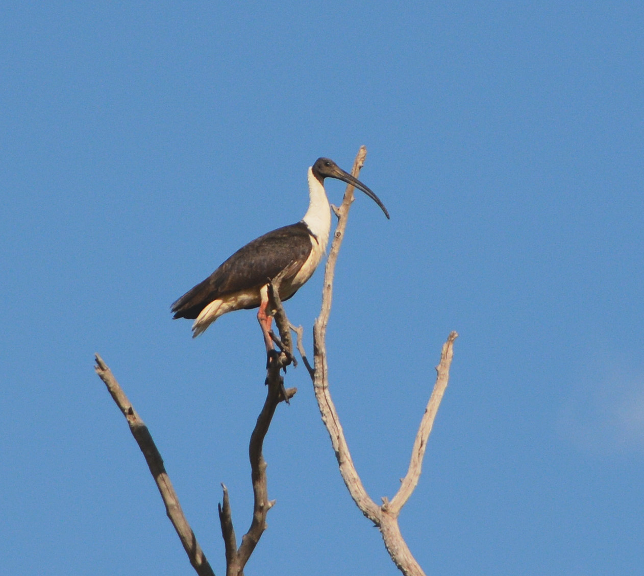 Straw-necked ibis 1
