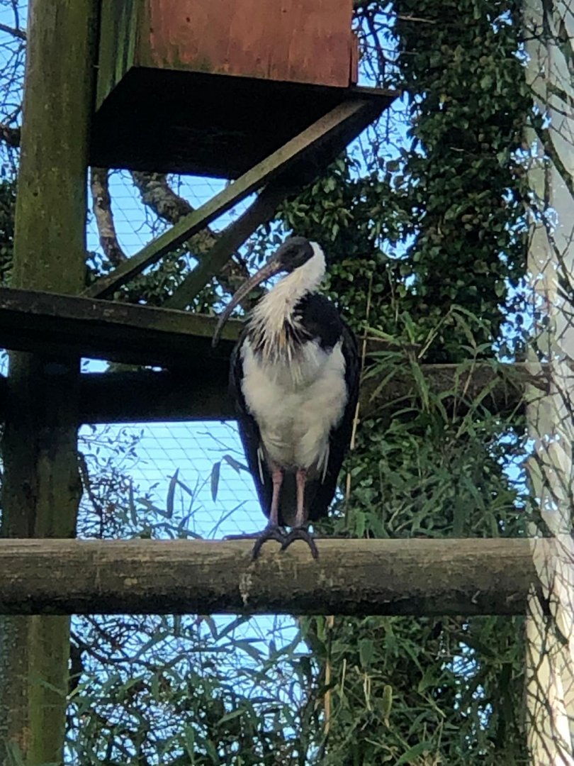 Straw-necked ibis 101119