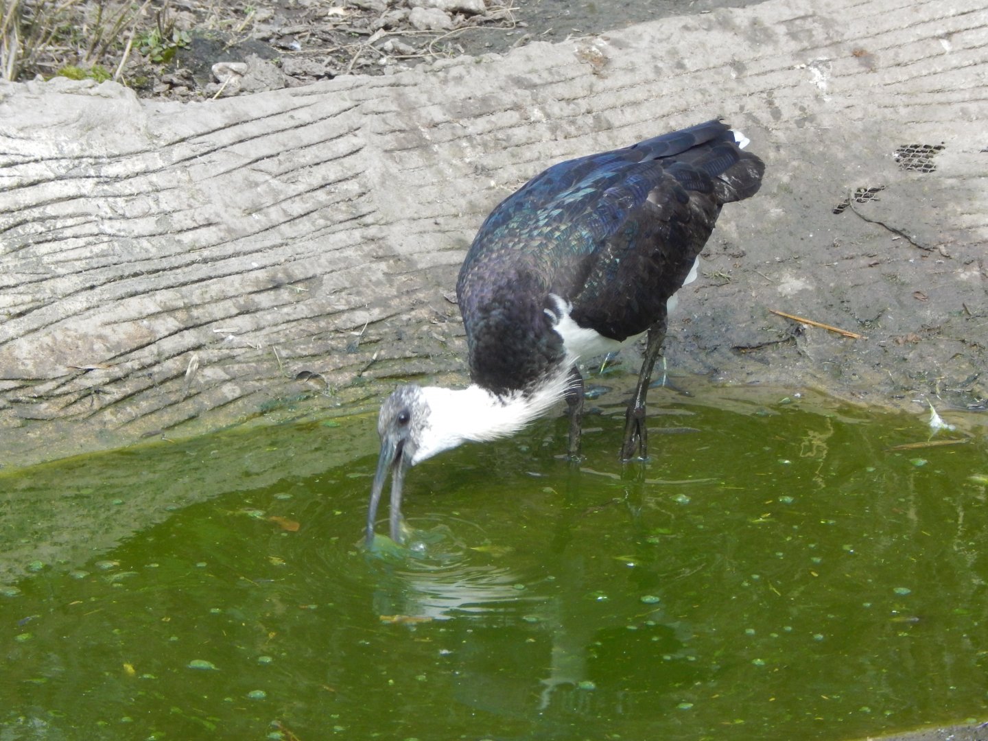 Straw-necked ibis 140421