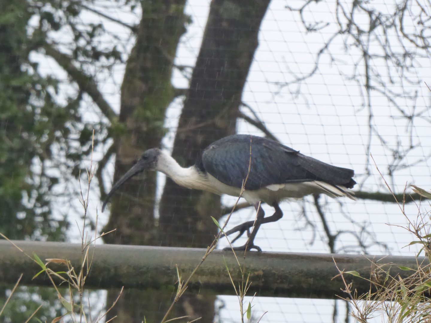 Straw-necked ibis 150418