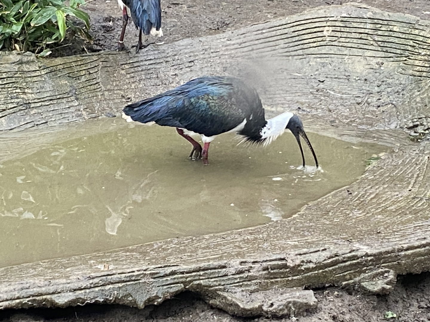 Straw-necked ibis 160122