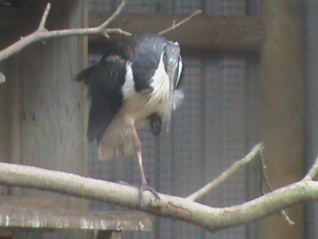 straw-necked ibis 200211