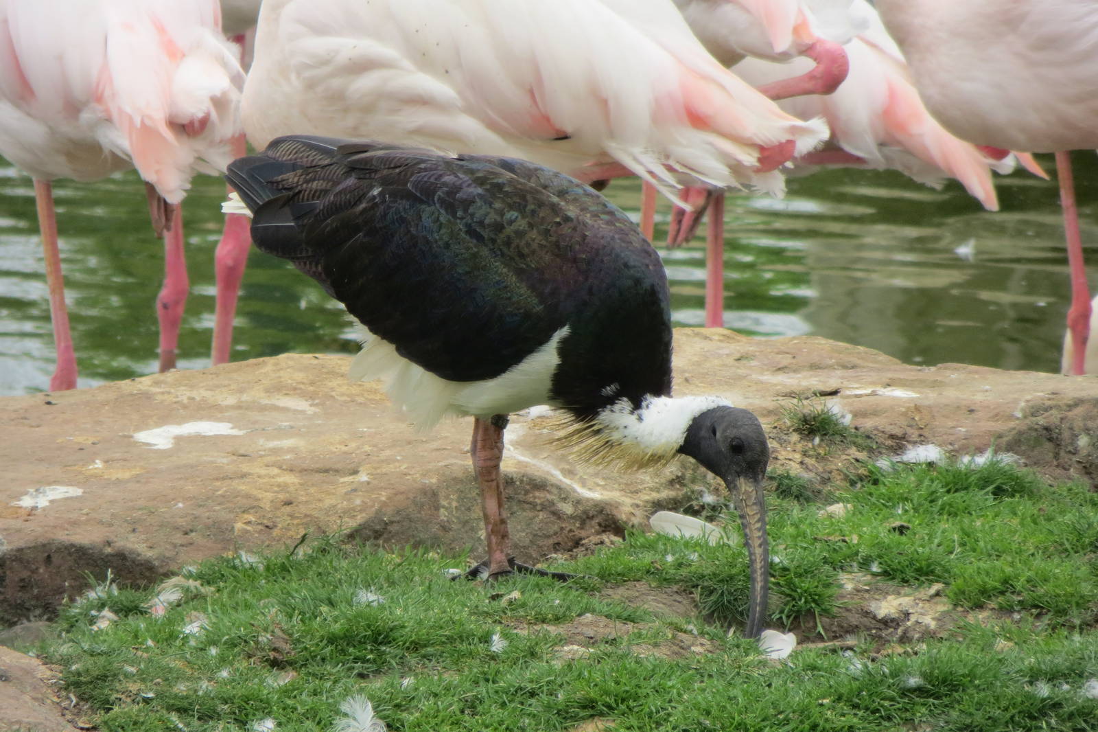 Straw-necked Ibis 200713