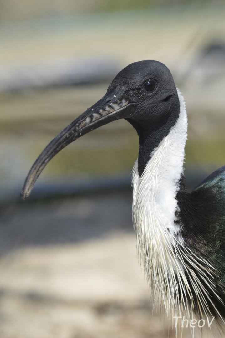 Straw-necked ibis [2018]