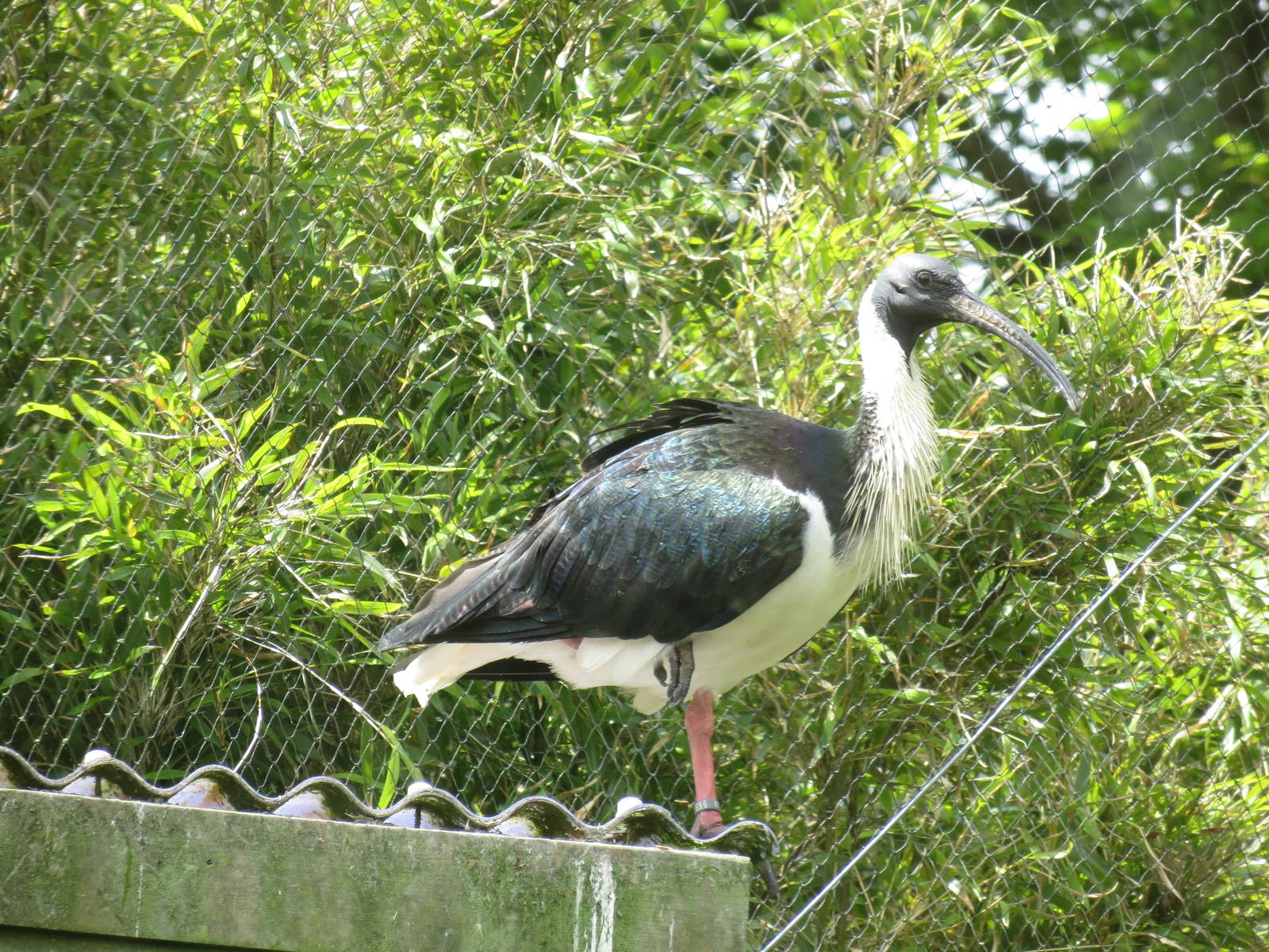 Straw-necked Ibis 300513