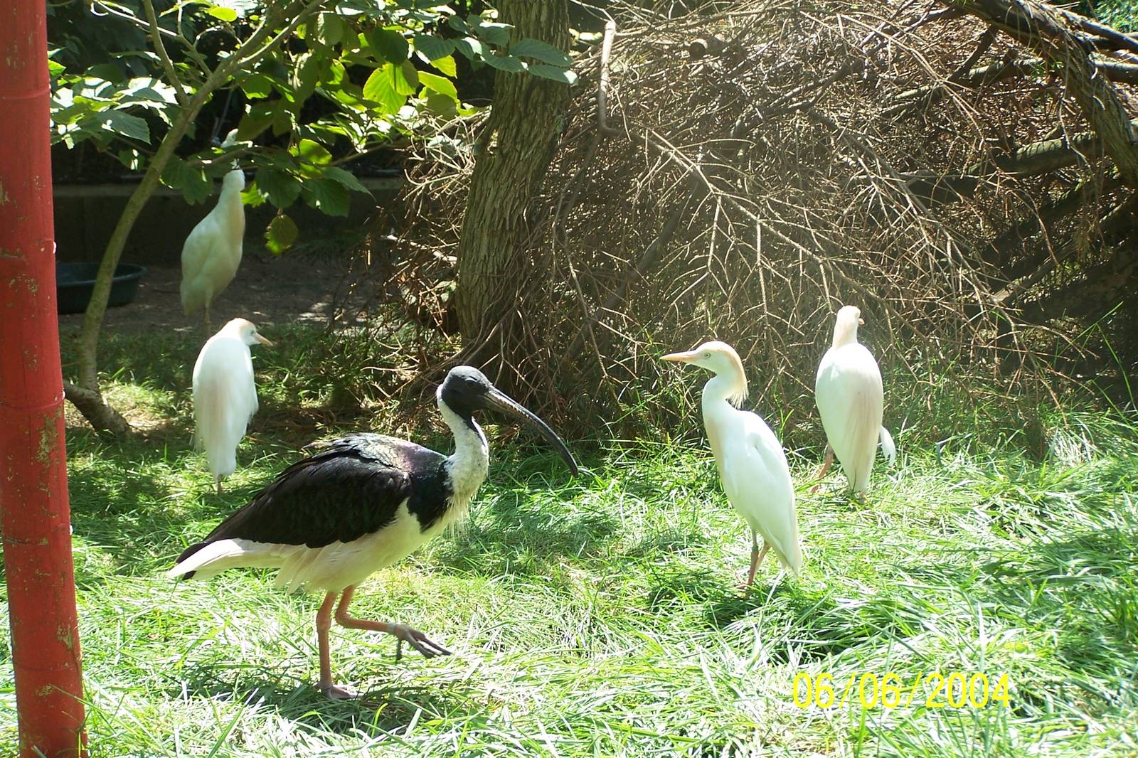 Straw-necked Ibis and Cattle Egrets ~ Asia Quest