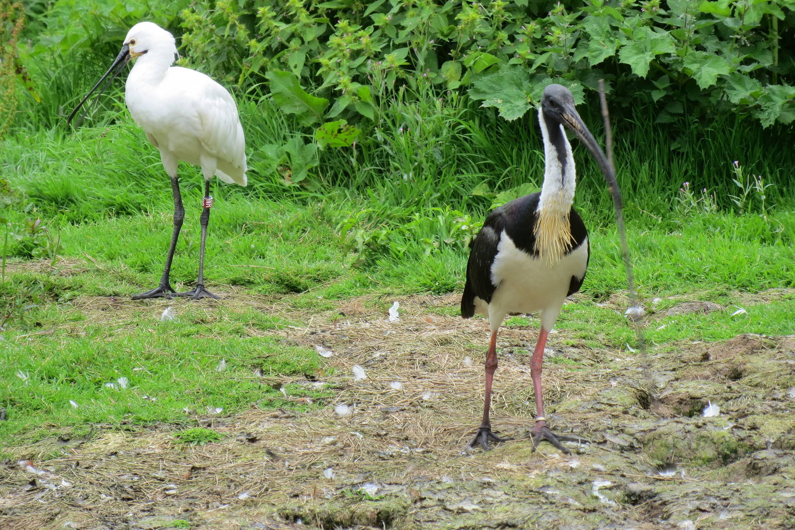 Straw-necked Ibis and Eurasian Spoonbill 090815